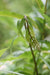 Anisocampium sp. (Hardy Fern)