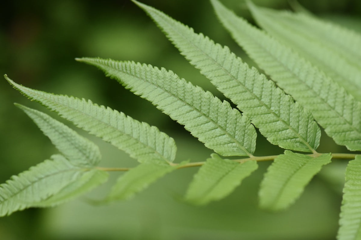 Anisocampium sp. (Hardy Fern)