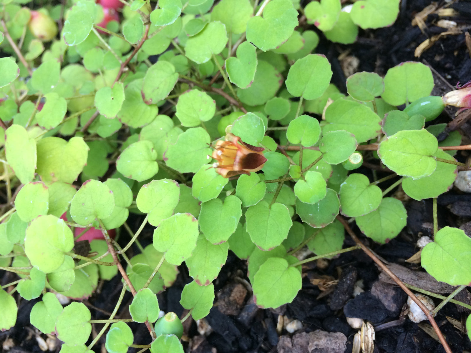 Fuchsia procumbens (Creeping Fuchsia)