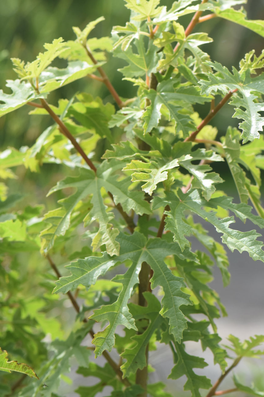 Ficus afghanistanica &#39;Silver Lyre&#39;  (Silver Leaf Afghan Fig)