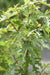 Ficus afghanistanica 'Silver Lyre'  (Silver Leaf Afghan Fig)