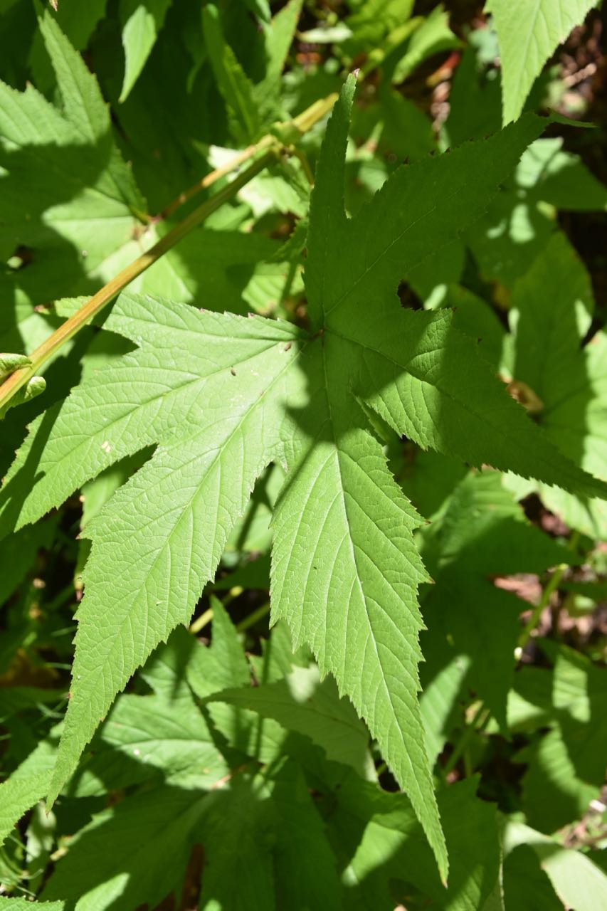 Filipendula kamtschatica &#39;Rebecca&#39;  (Giant Kamchatka Meadowsweet)