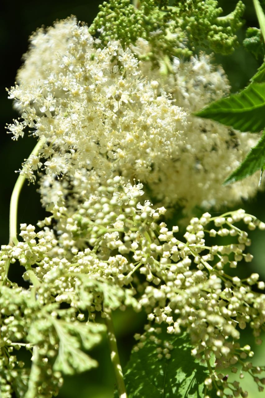 Filipendula kamtschatica &#39;Rebecca&#39;  (Giant Kamchatka Meadowsweet)