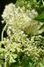 Filipendula kamtschatica 'Rebecca'  (Giant Kamchatka Meadowsweet)