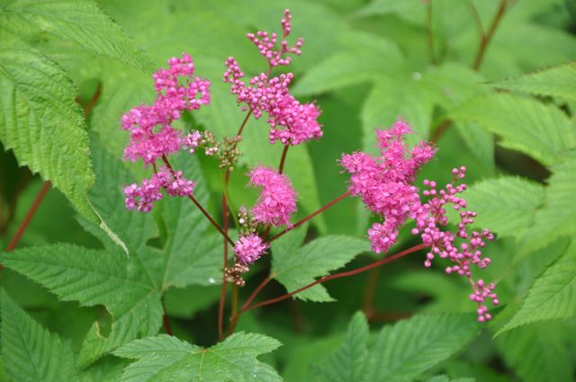 Filipendula purpurea (Japanese Purple Meadowsweet)