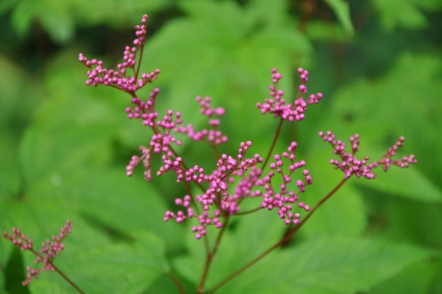 Filipendula purpurea (Japanese Purple Meadowsweet)