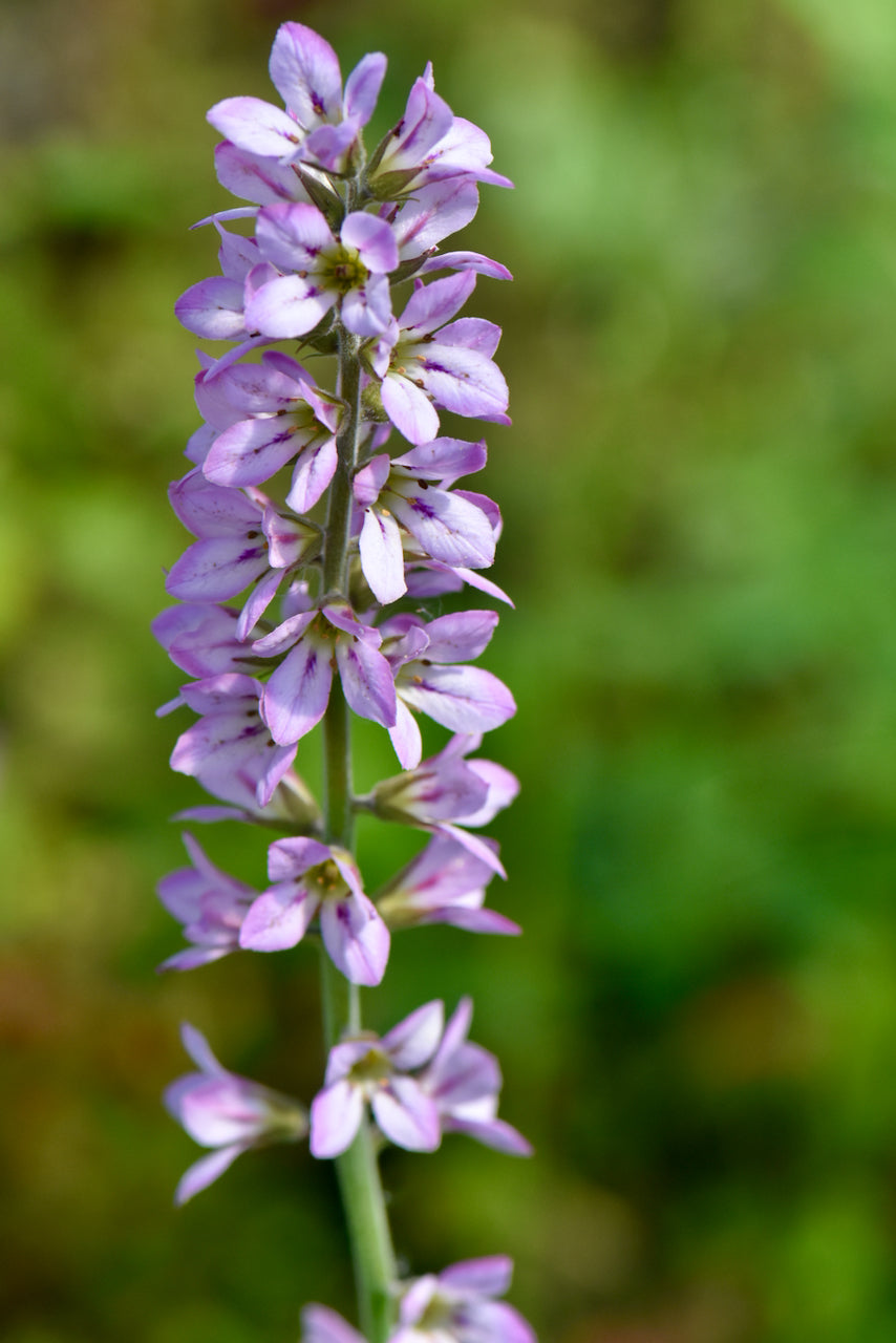 Francoa appendiculata (Maiden's Wreath)