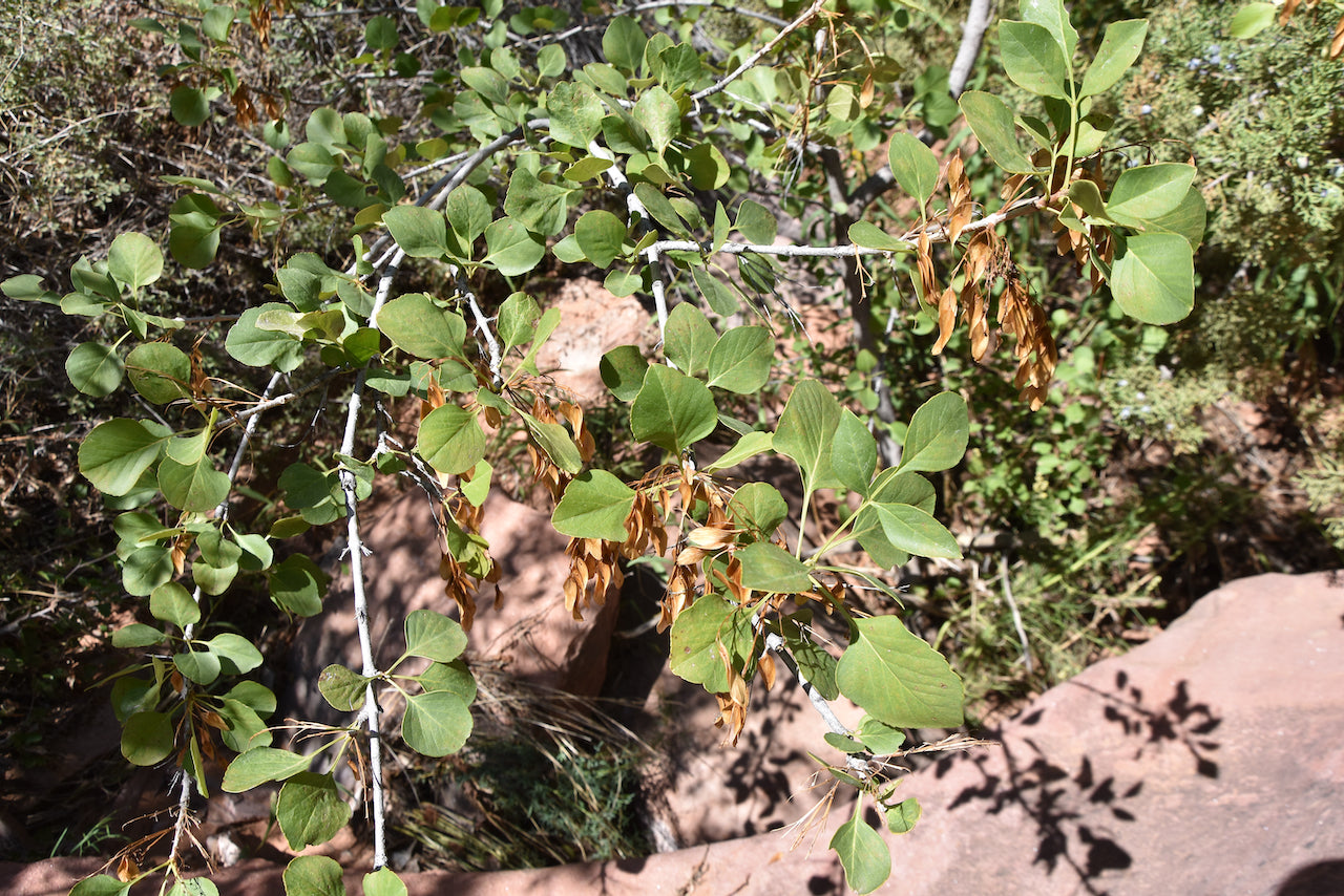 Fraxinus anomala AH2073 (Single Leaf Ash)