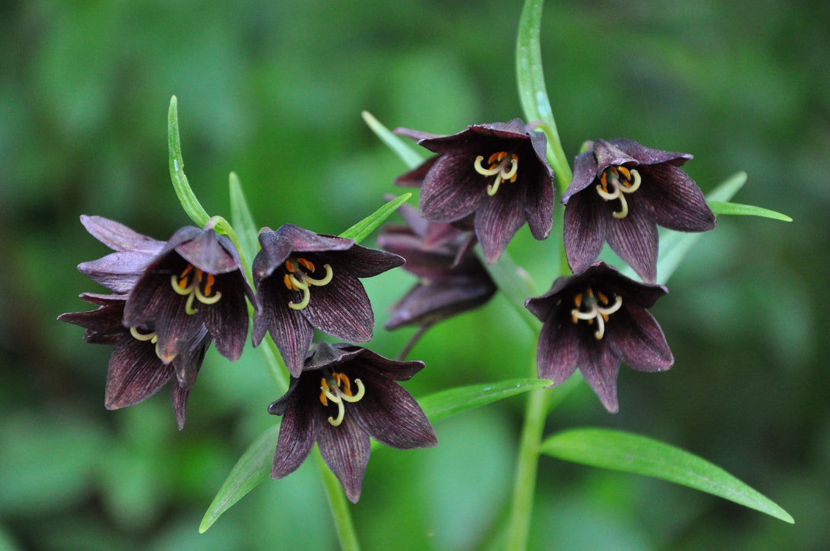 Fritillaria camtschatcensis (Chocolate Lily, Eskimo Potato)