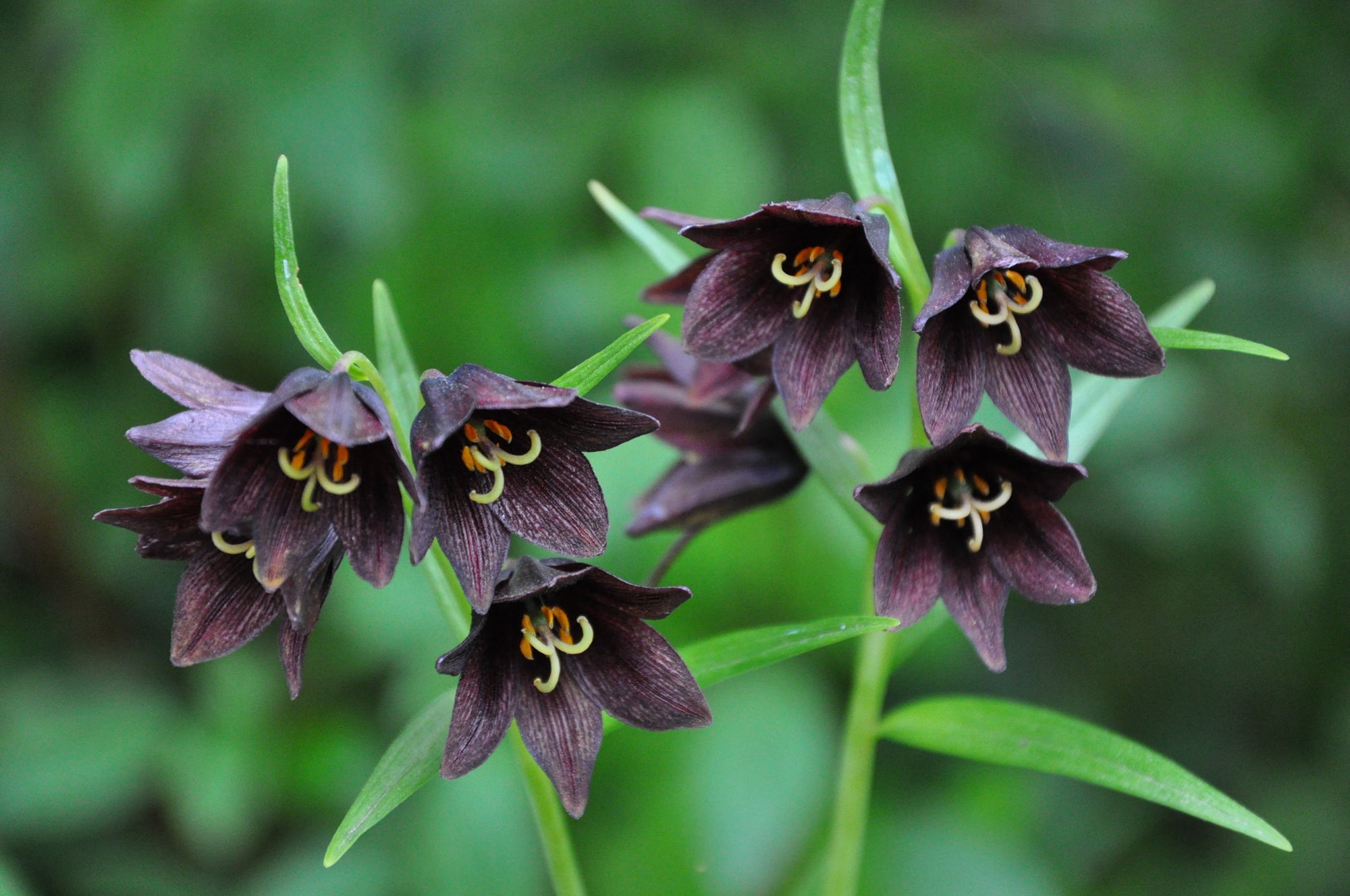 Fritillaria camtschatcensis (Chocolate Lily, Eskimo Potato)