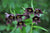 Fritillaria camtschatcensis (Chocolate Lily, Eskimo Potato)