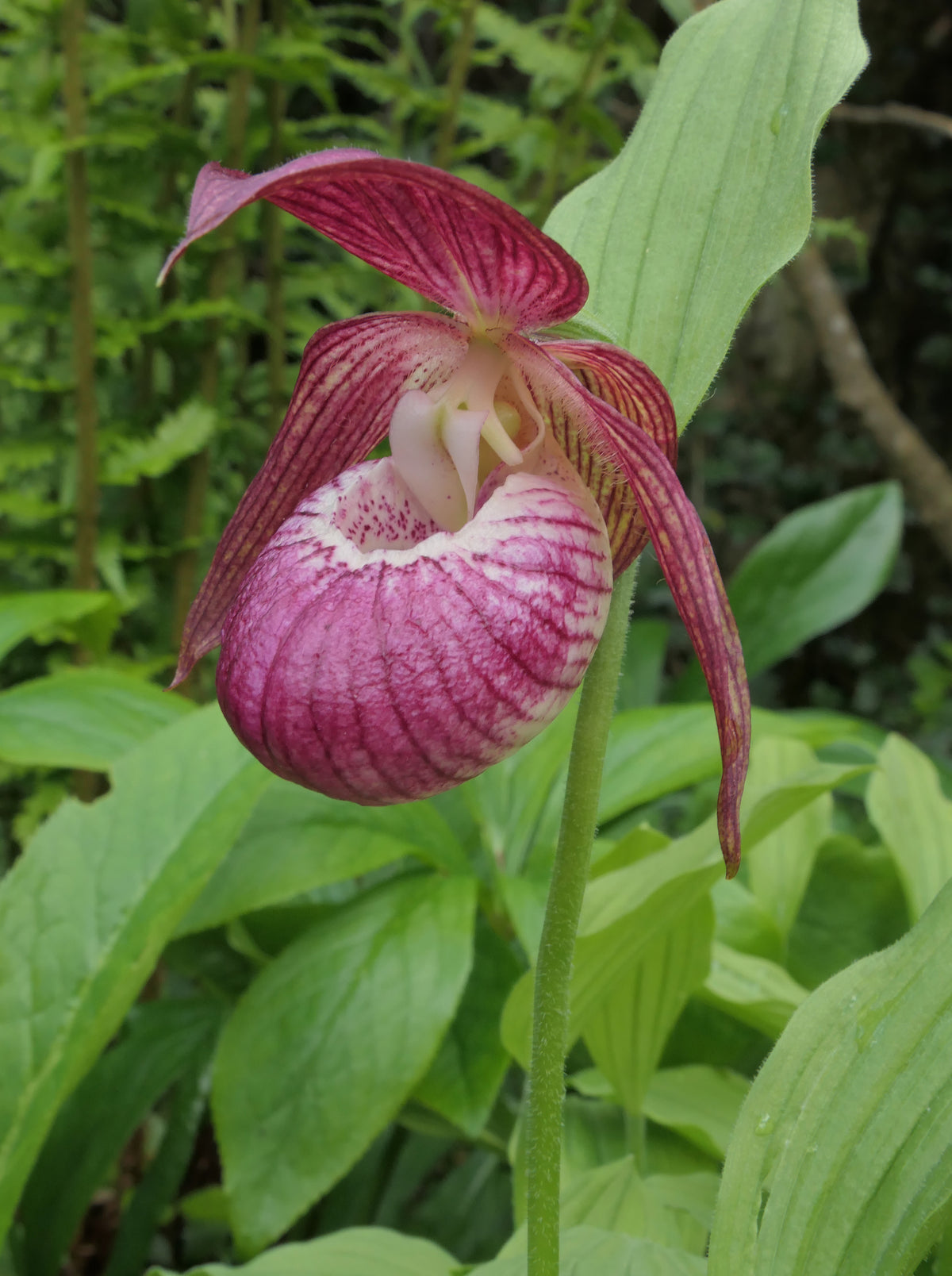 Cypripedium &#39;Harlequin&#39;  (Lady&#39;s Slipper Orchid)