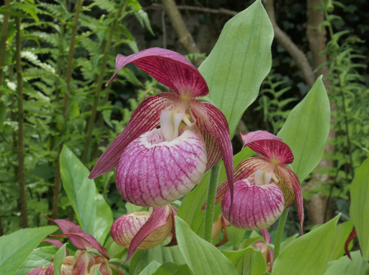 Cypripedium &#39;Harlequin&#39;  (Lady&#39;s Slipper Orchid)