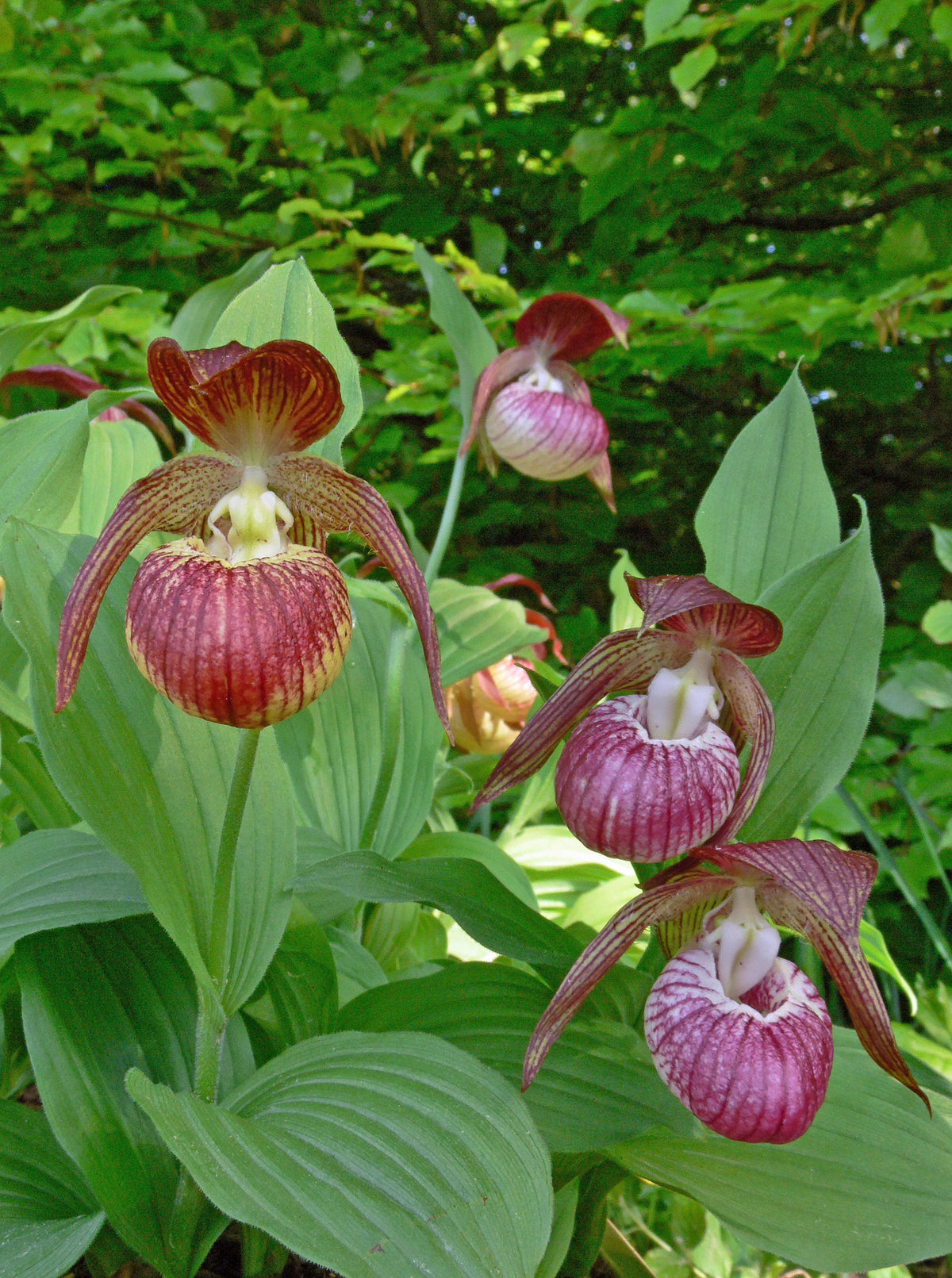 Cypripedium &#39;Harlequin&#39;  (Lady&#39;s Slipper Orchid)