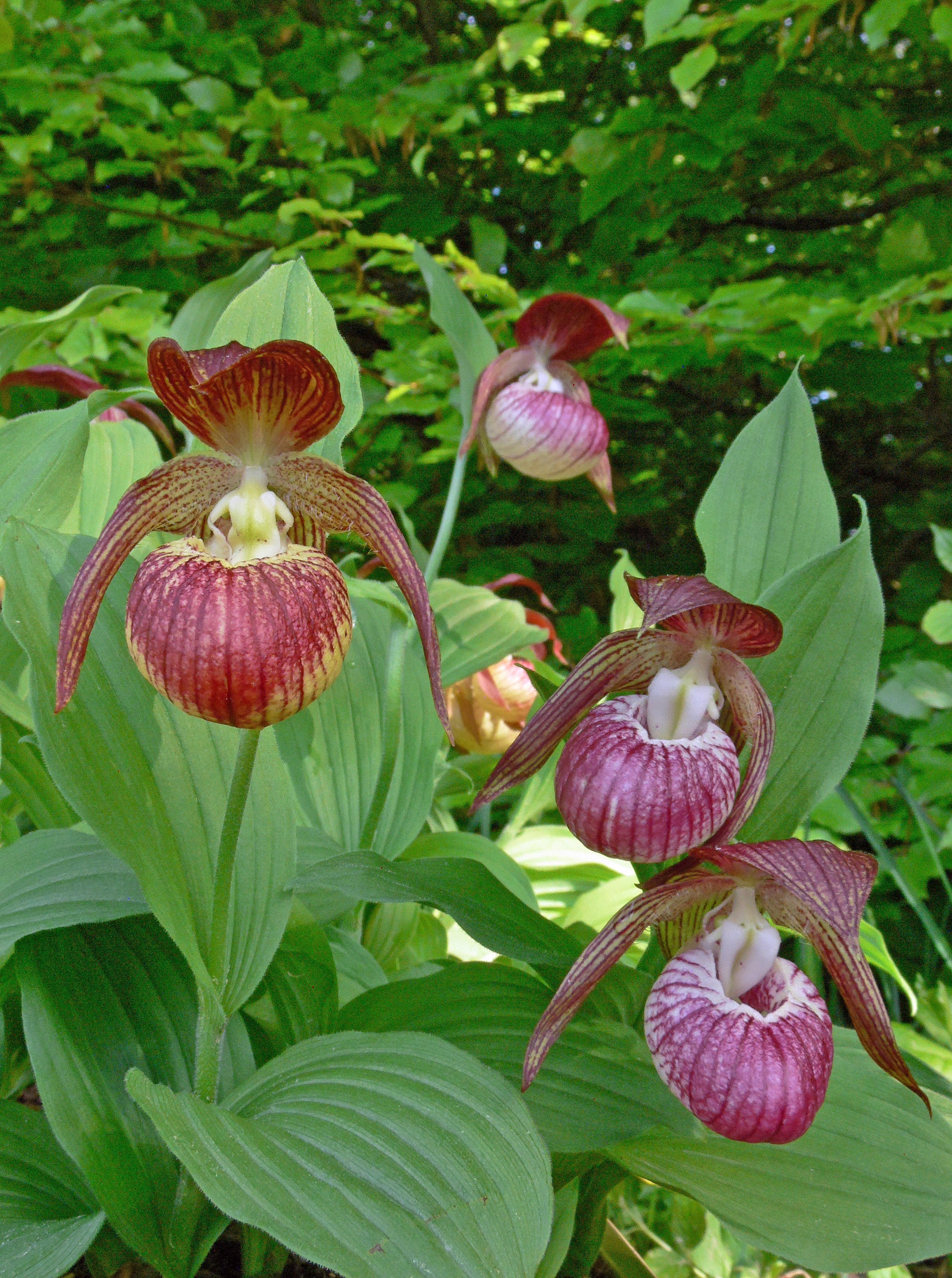 Cypripedium 'Harlequin'  (Lady's Slipper Orchid)