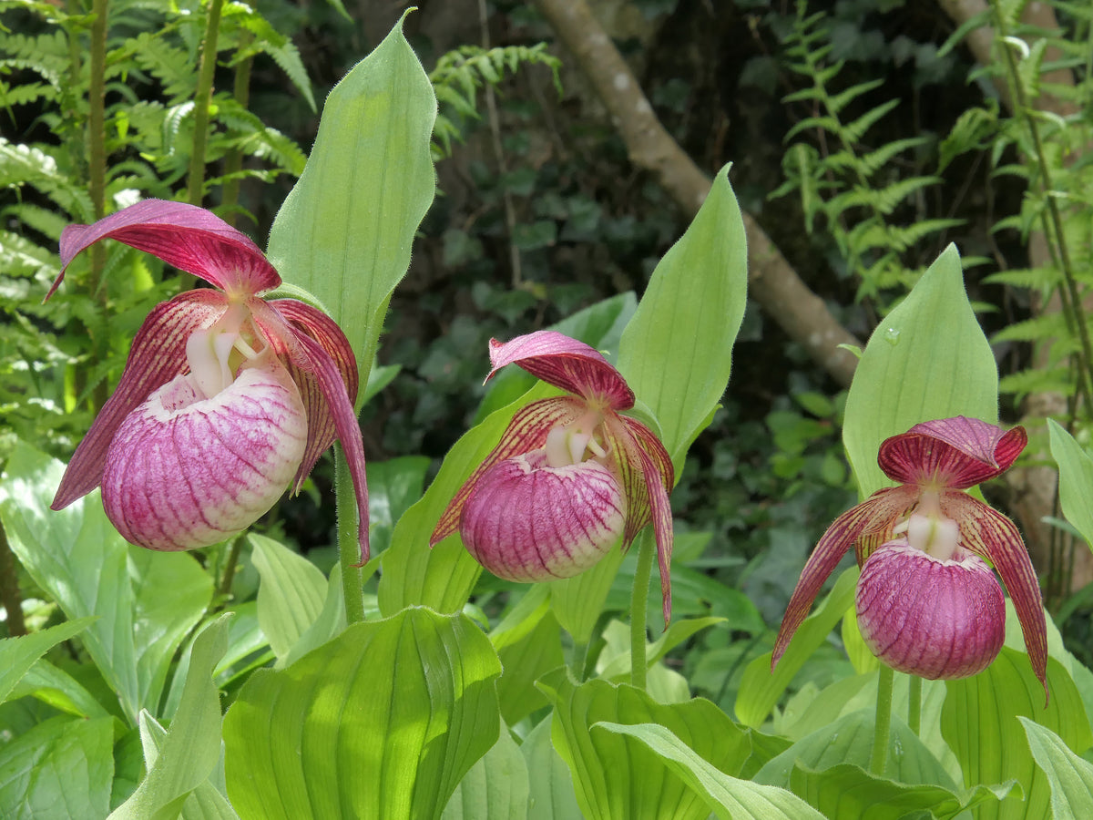 Cypripedium &#39;Harlequin&#39;  (Lady&#39;s Slipper Orchid)