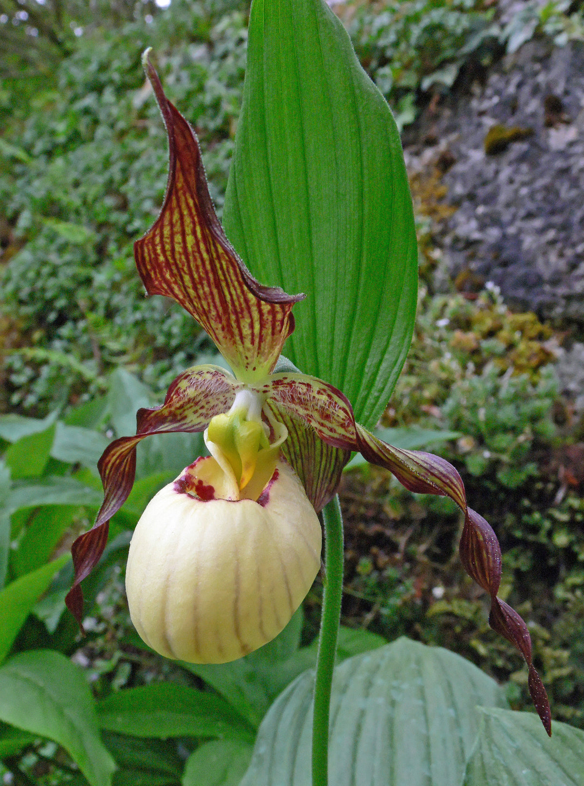 Cypripedium &#39;Frosch&#39;s Mother Earth&#39;  (Lady&#39;s Slipper Orchid)