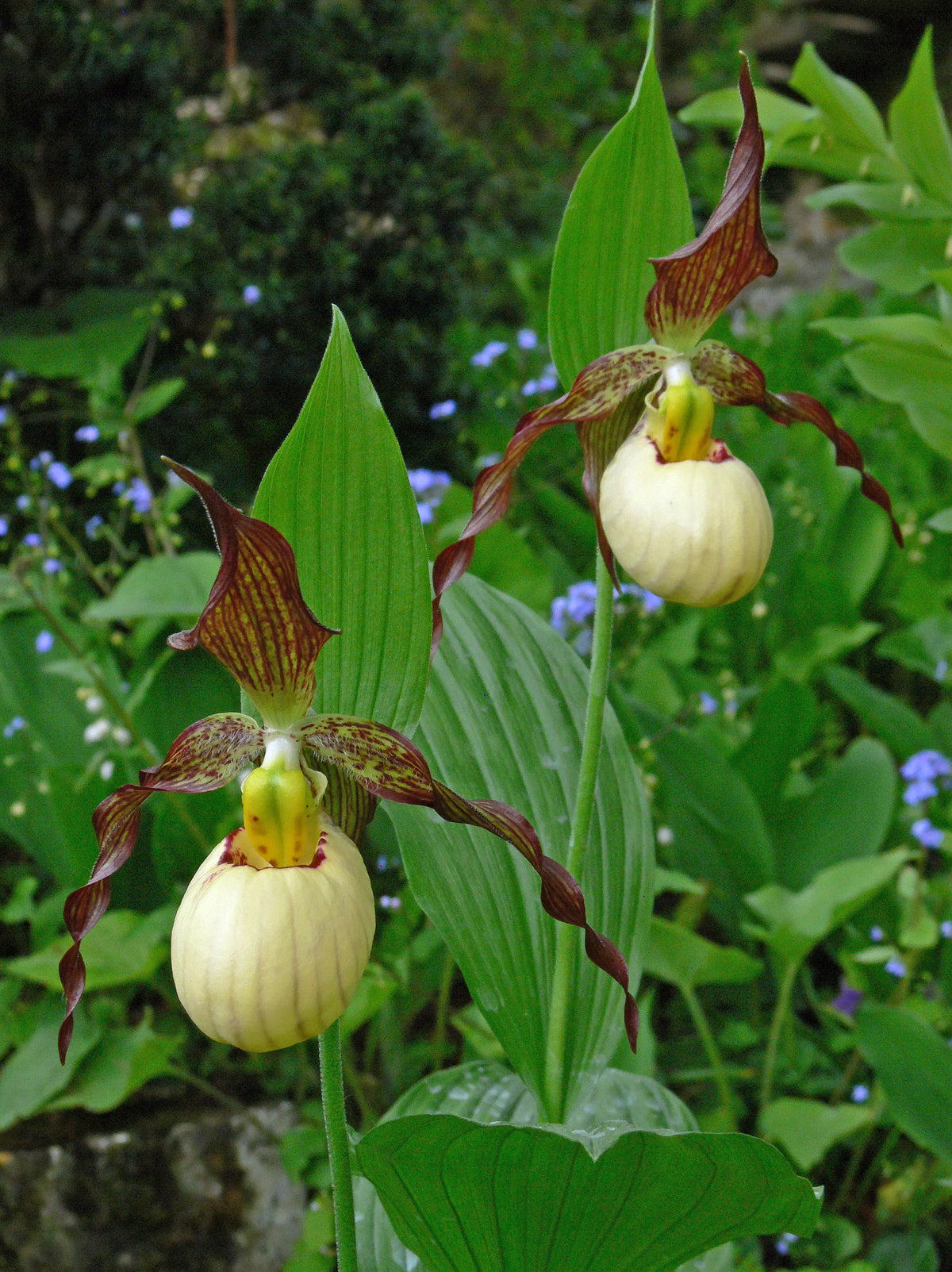 Cypripedium &#39;Frosch&#39;s Mother Earth&#39;  (Lady&#39;s Slipper Orchid)