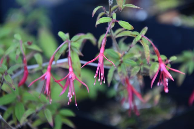 Fuchsia magelanica var. pumila (Small Flowering Fuchsia)