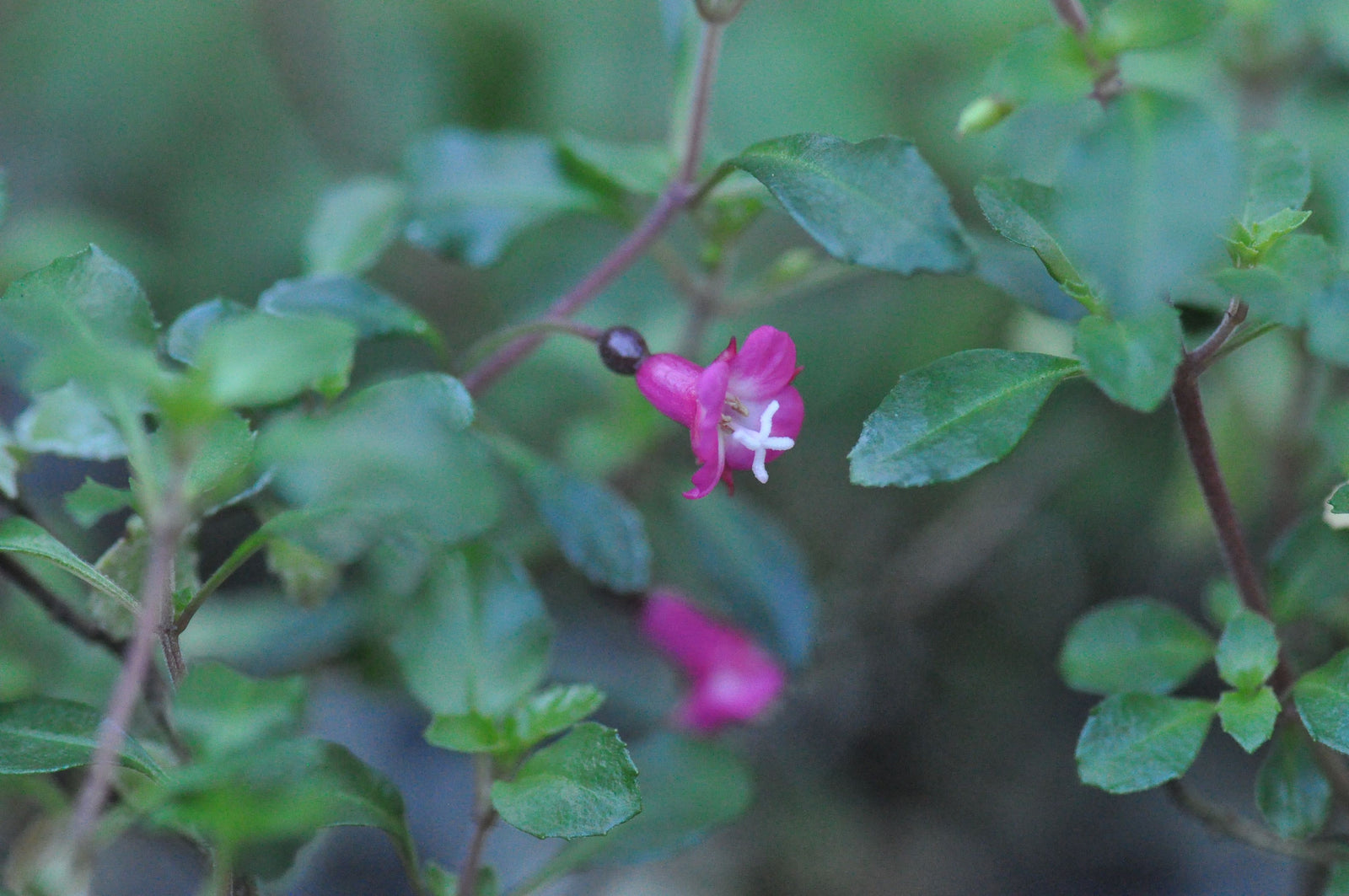 Fuchsia thymifolia ssp. minimiflora (Thyme Leaved Fuchsia)