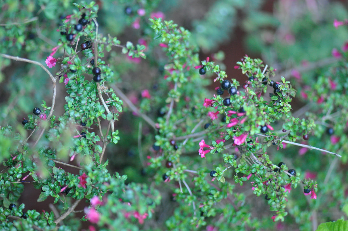 Fuchsia thymifolia ssp. minimiflora (Thyme Leaved Fuchsia)