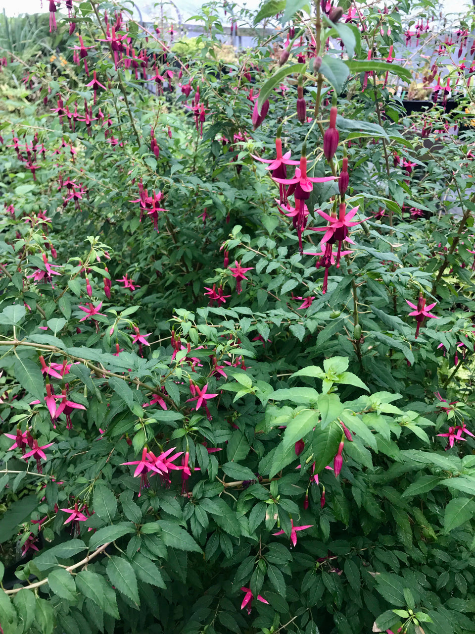 Fuchsia 'Whiteknight's Amethyst' (Amethyst Fuchsia)