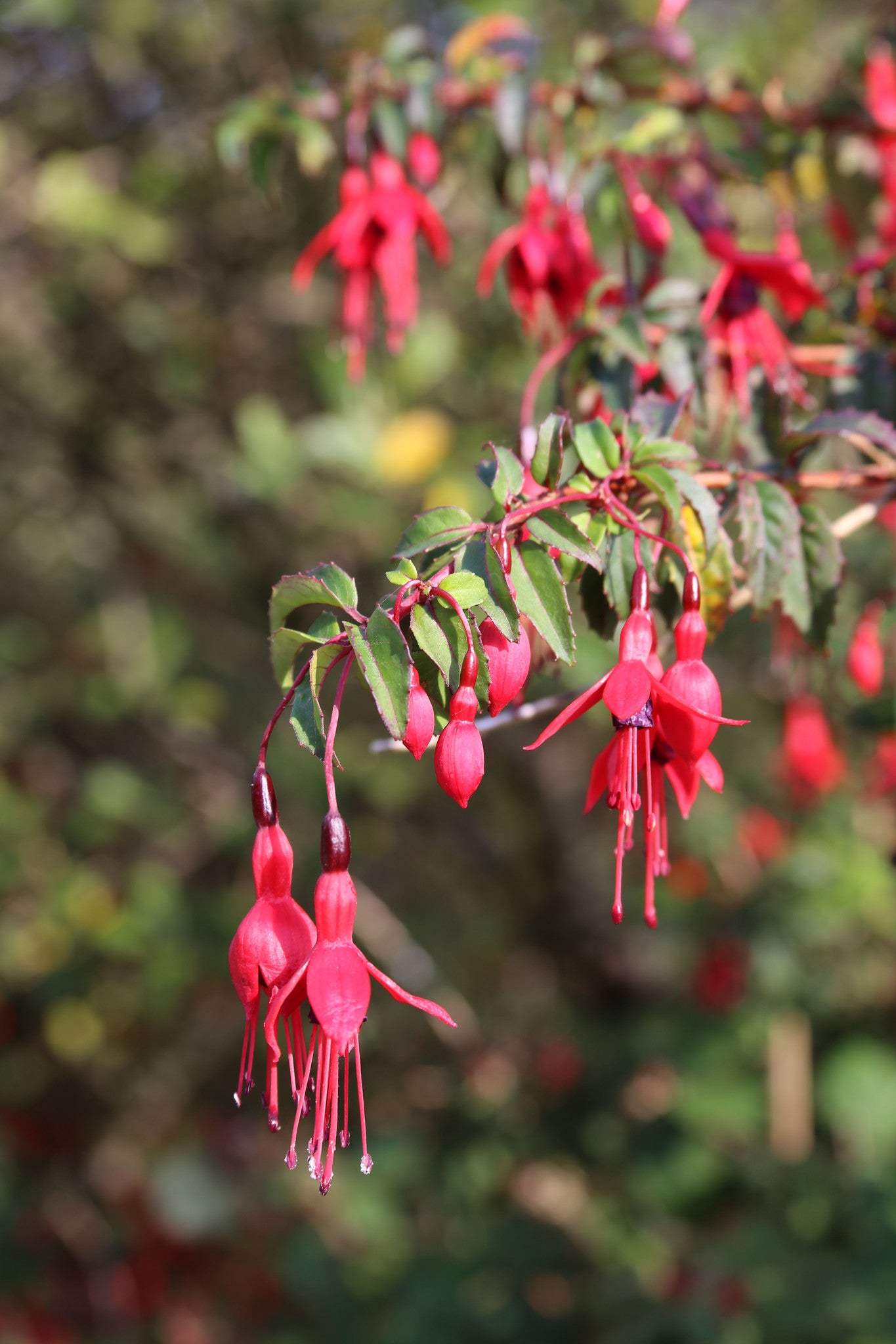 Fuchsia magellanica RCH 402   (Hardy Fuchsia)