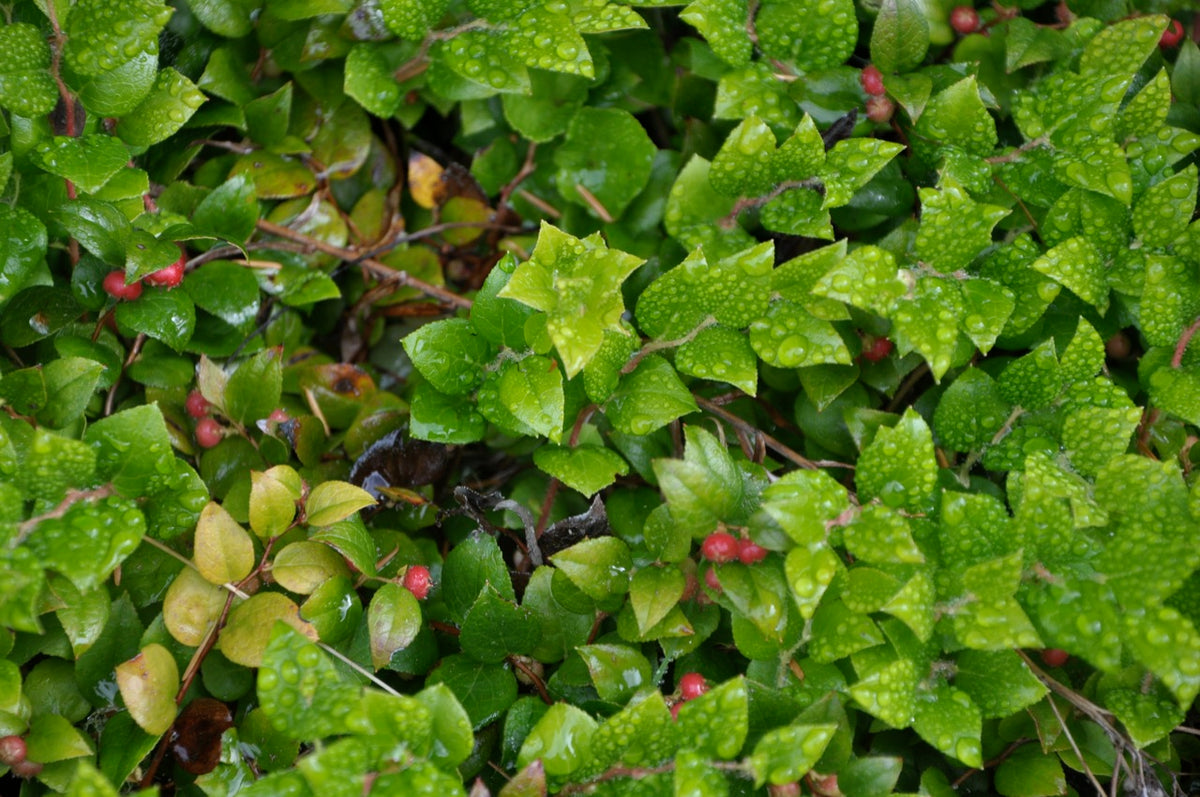 Gaultheria ovatifolia AH14-520  (Western Teaberry)