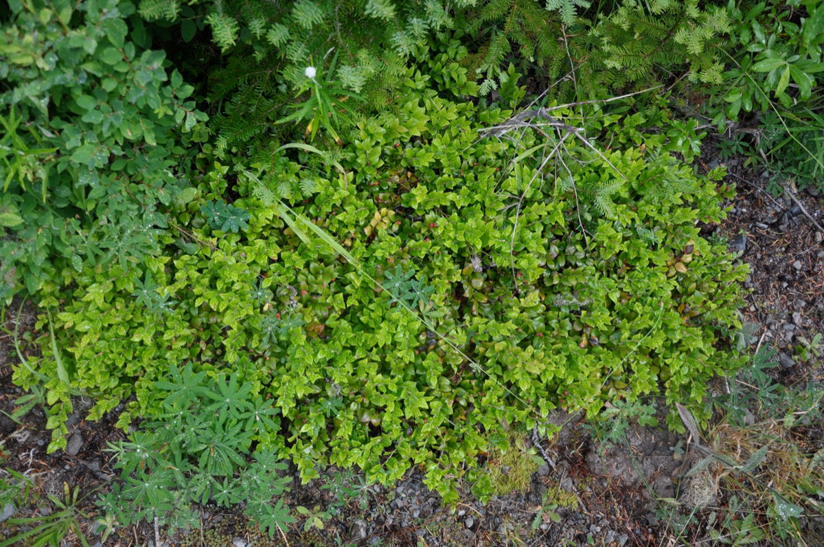 Gaultheria ovatifolia AH14-520  (Western Teaberry)