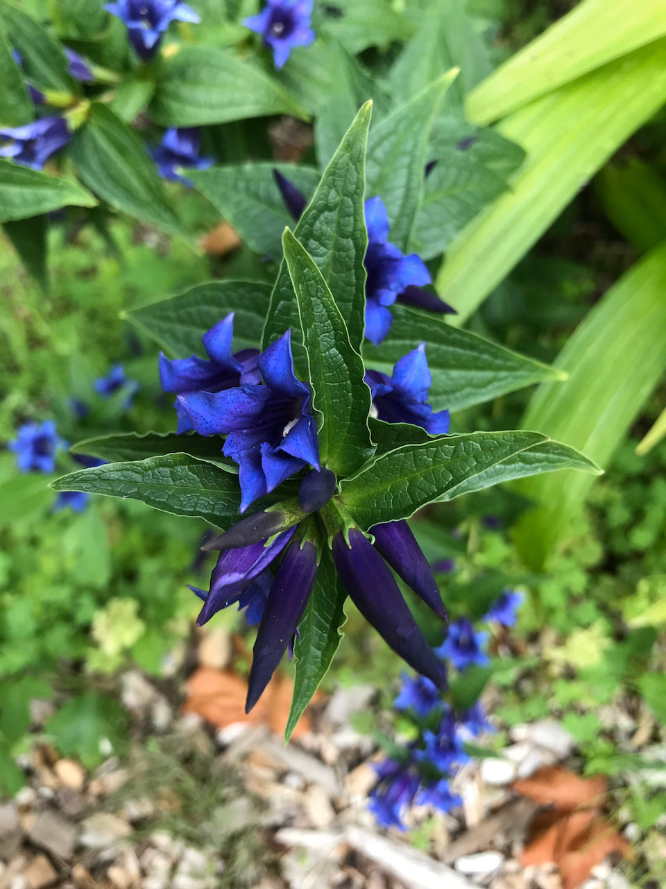 Gentiana asclepiadea (Willow Gentian)