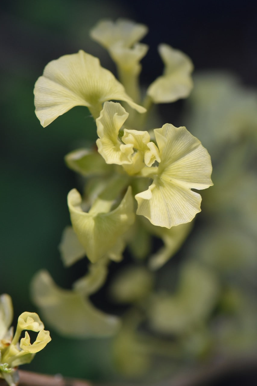 Ginkgo biloba &#39;Beijing Gold&#39;  (Gold Maidenhair Tree)