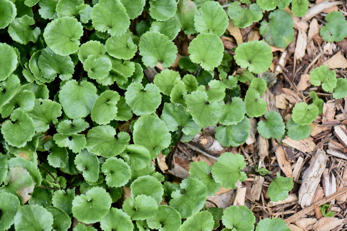 Gunnera monoica (Groundcover Gunnera)