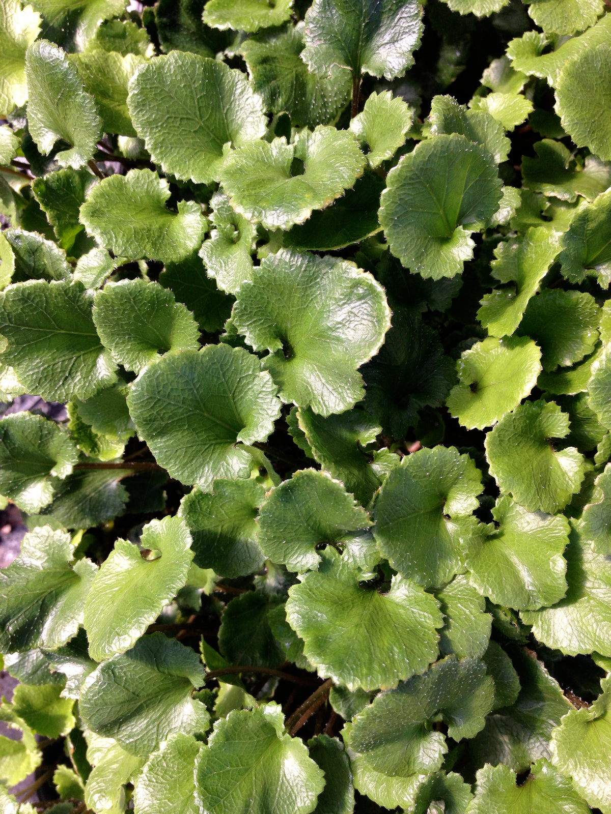 Gunnera monoica (Groundcover Gunnera)