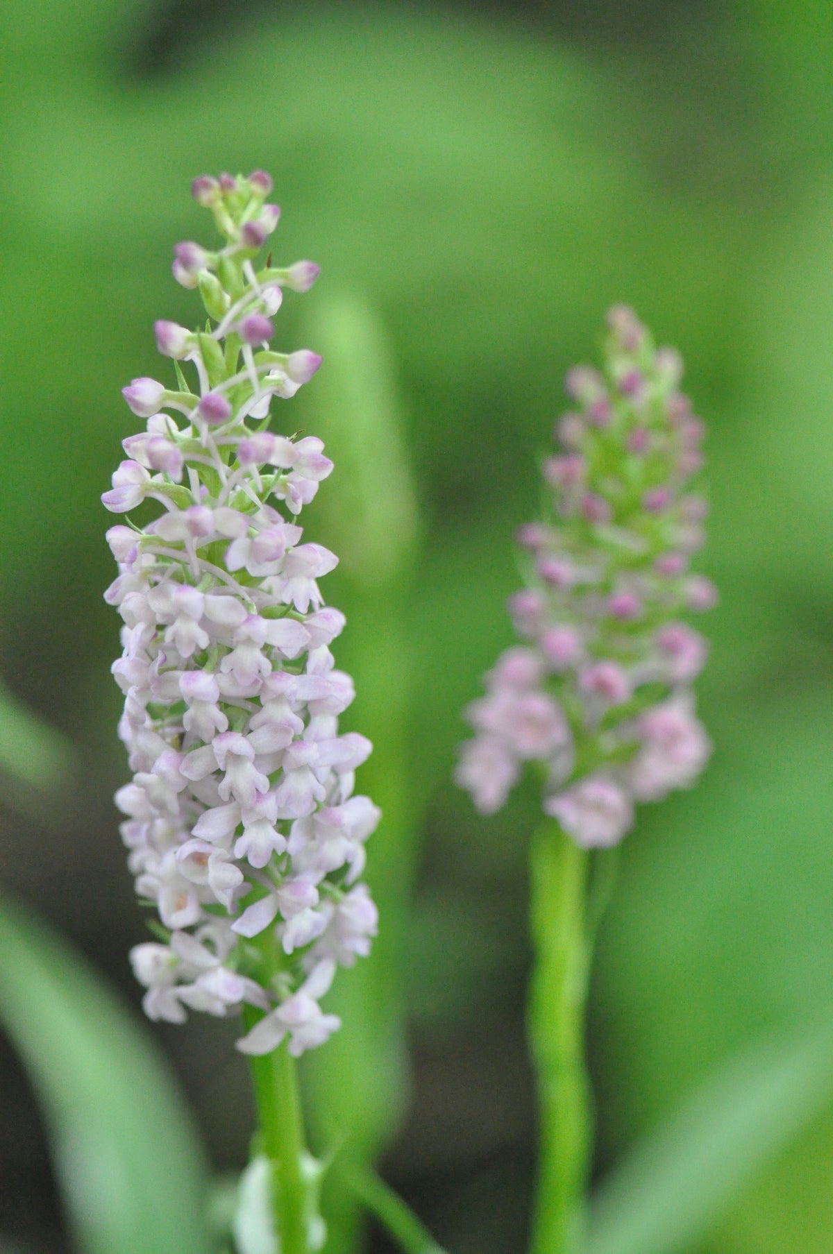 Gymnadenia conopsea  (Fragrant Orchid)