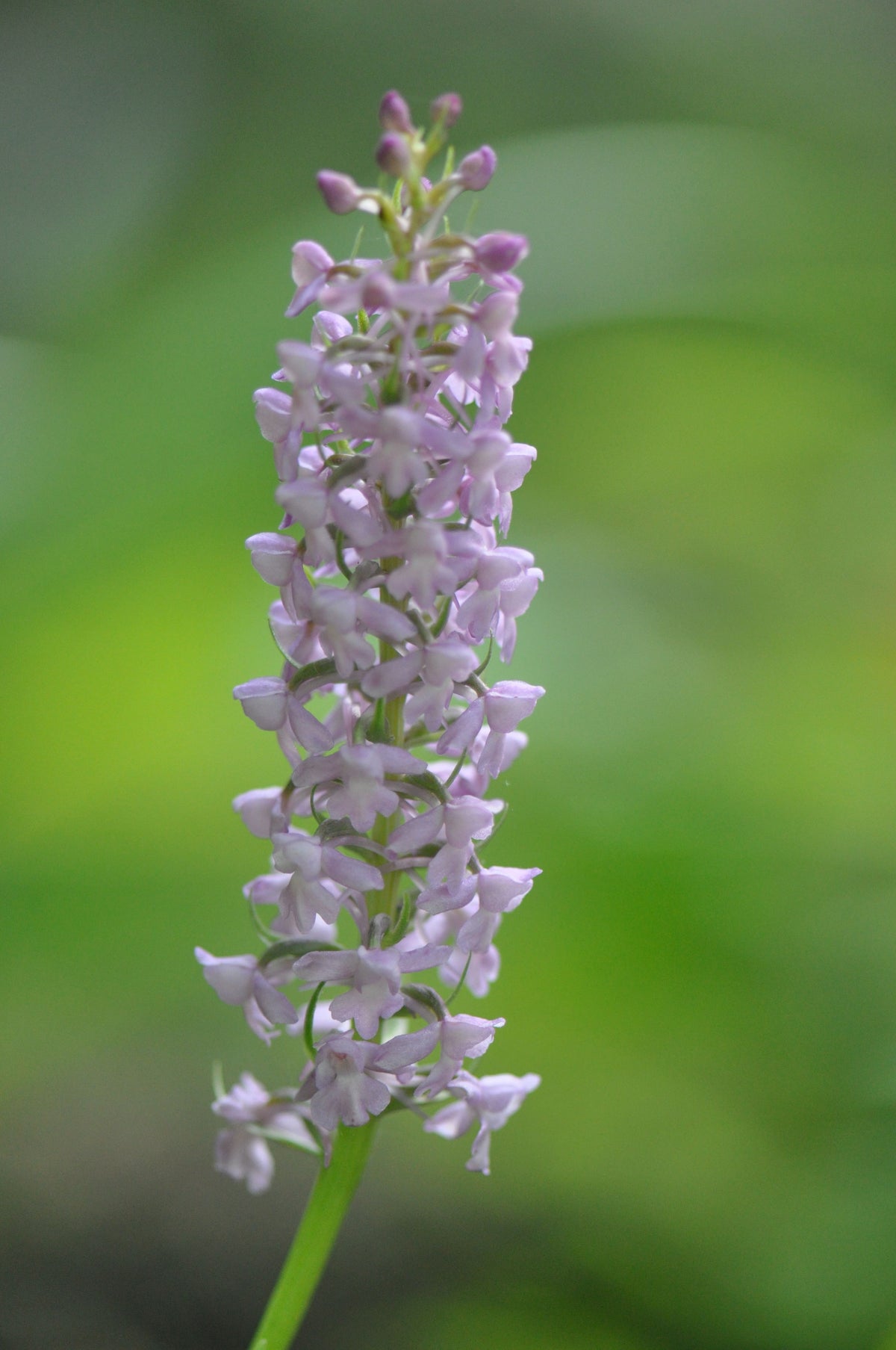 Gymnadenia conopsea  (Fragrant Orchid)