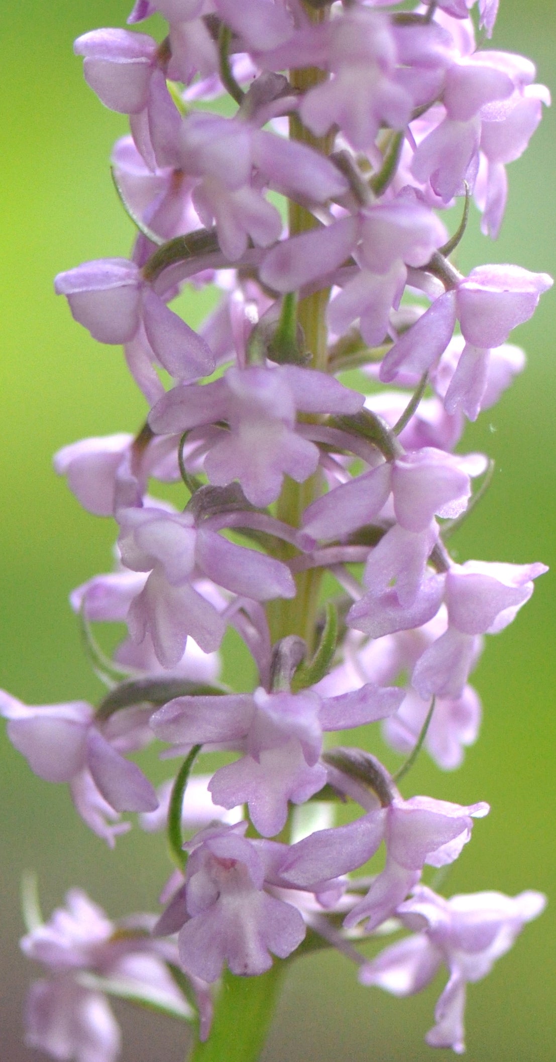 Gymnadenia conopsea  (Fragrant Orchid)