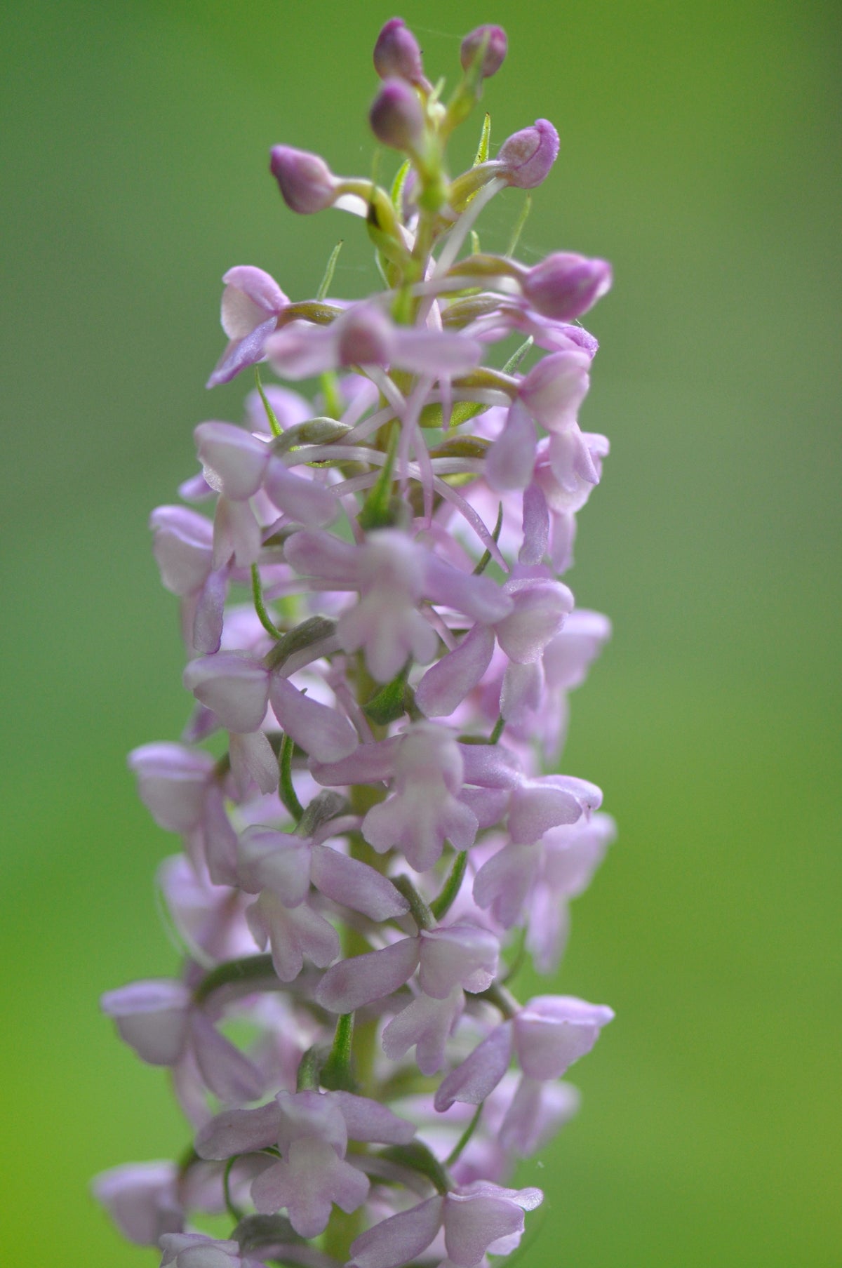 Gymnadenia conopsea  (Fragrant Orchid)