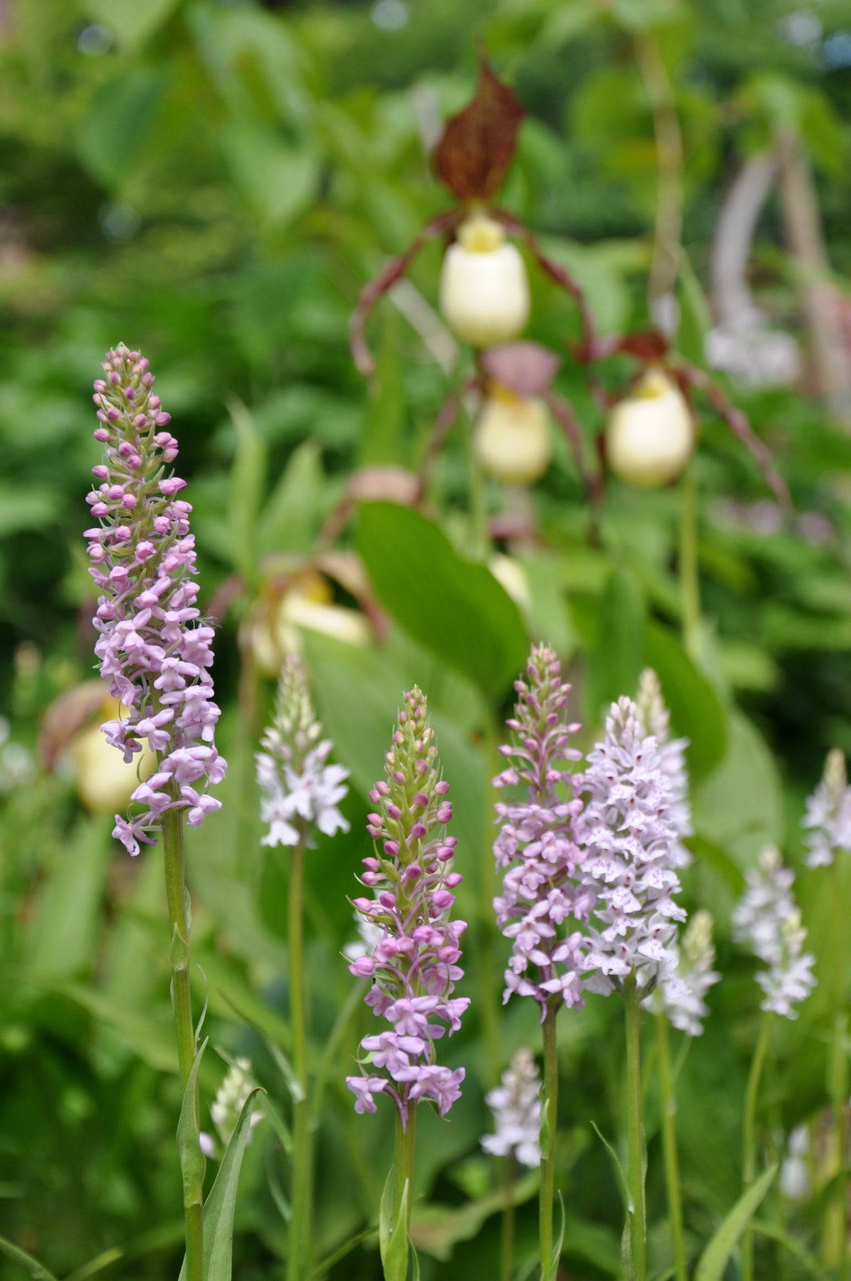 Gymnadenia conopsea  (Fragrant Orchid)