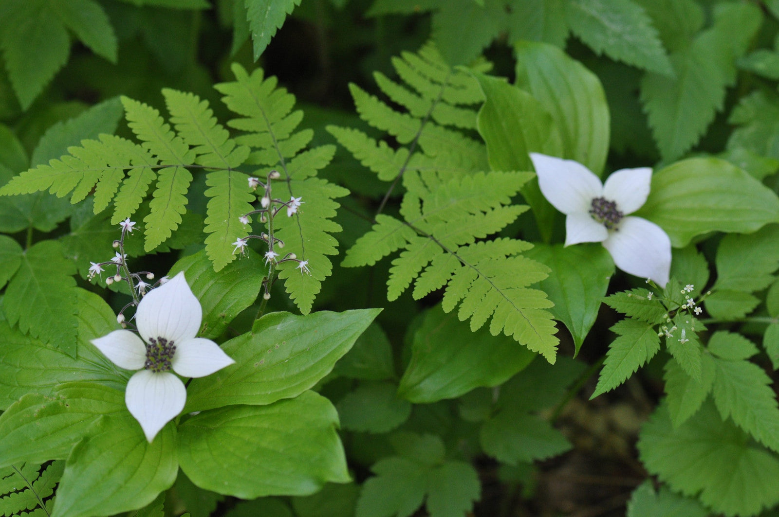 Cornus canadensis (Creeping Dogwood, Bunchberry)
