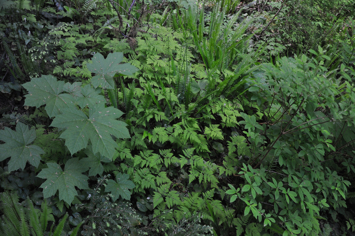 Gymnocarpium dryopteris (Oak Fern)