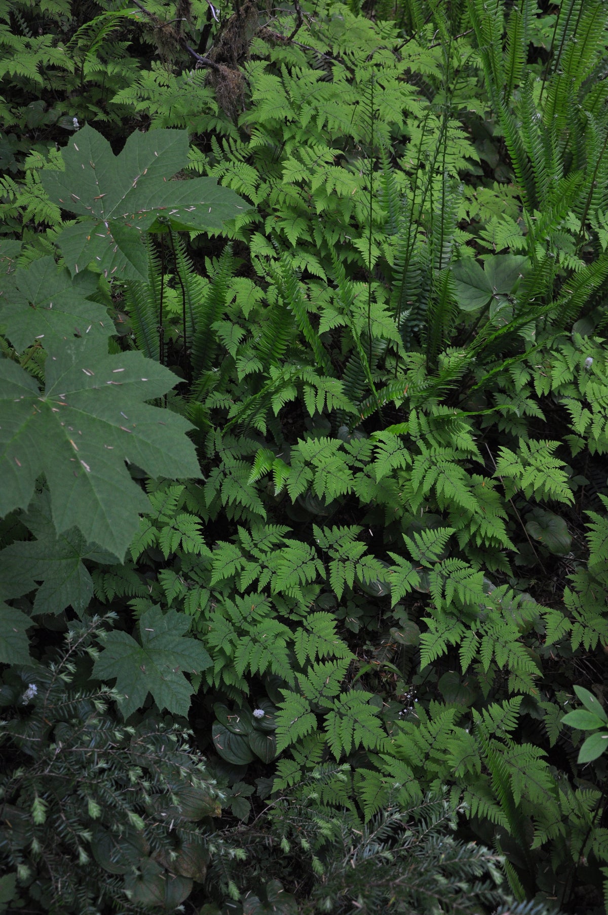 Gymnocarpium dryopteris (Oak Fern)