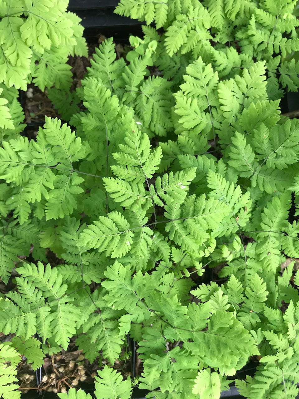 Gymnocarpium dryopteris 'Plumosum' (Plumose Oak Fern)