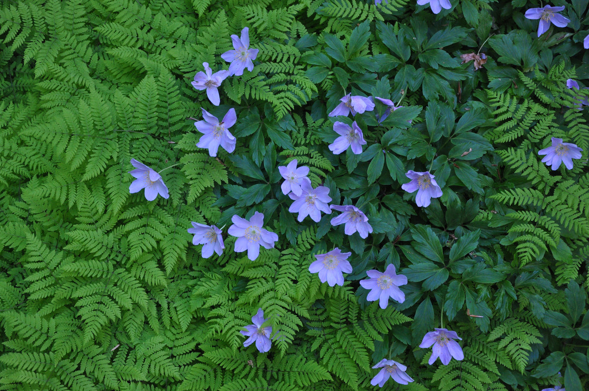 Gymnocarpium dryopteris (Oak Fern)