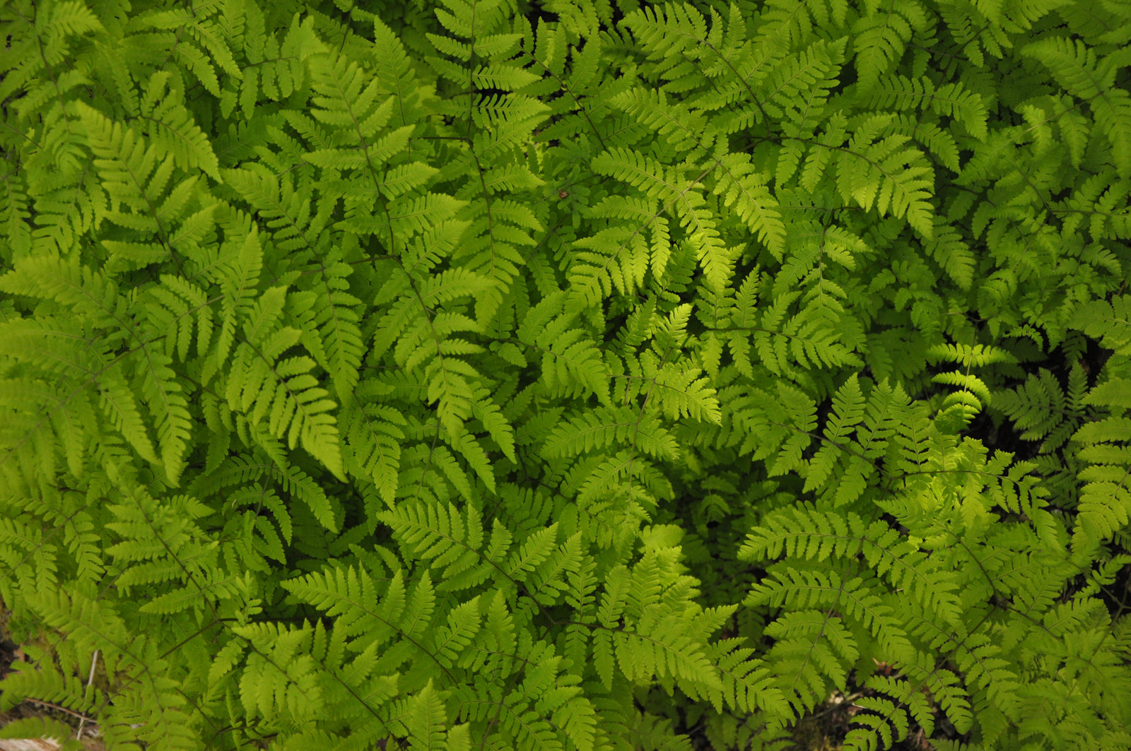Gymnocarpium dryopteris (Oak Fern)