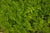 Gymnocarpium dryopteris (Oak Fern)