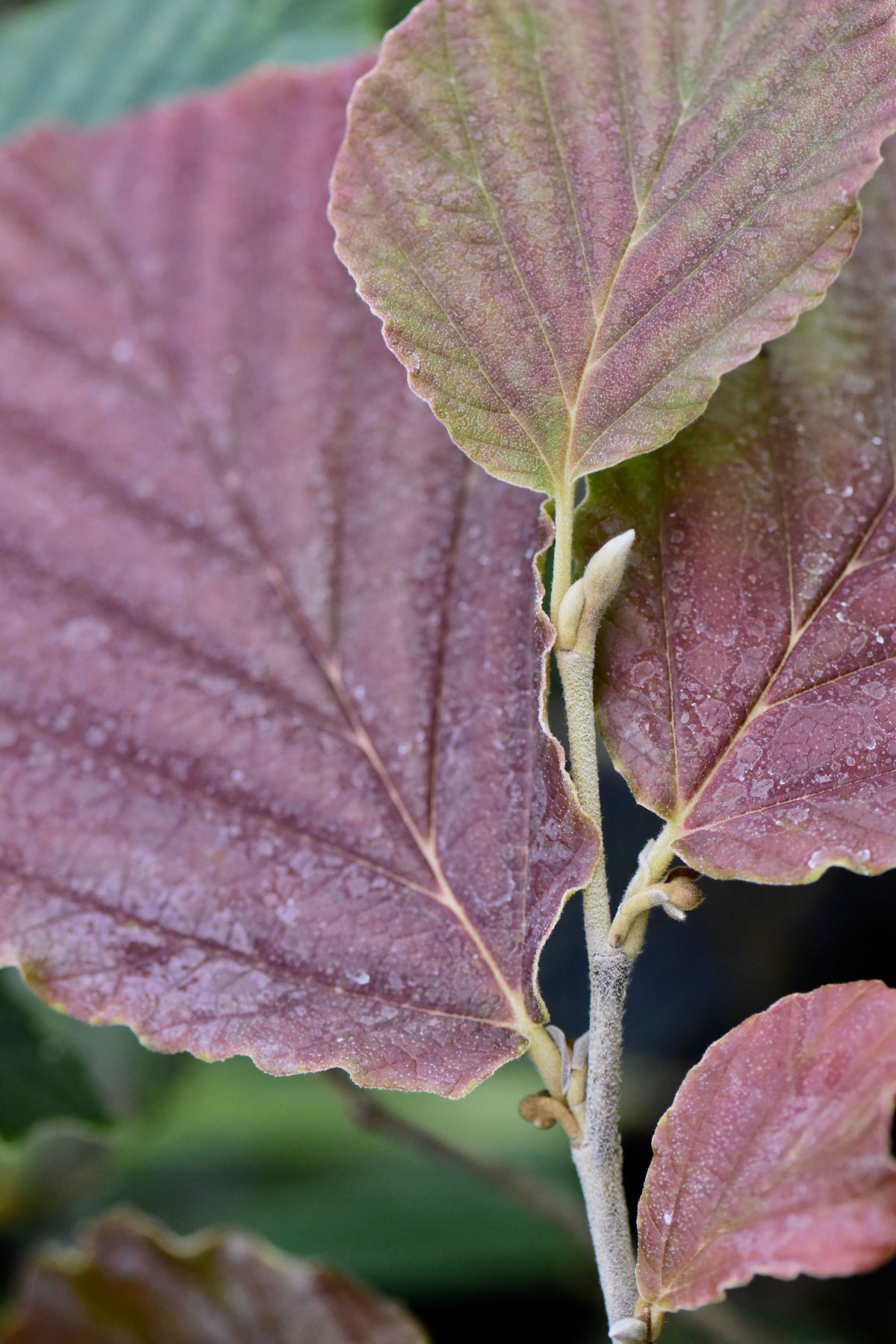 Hamamelis x intermedia &#39;Diane&#39; (Witch Hazel)