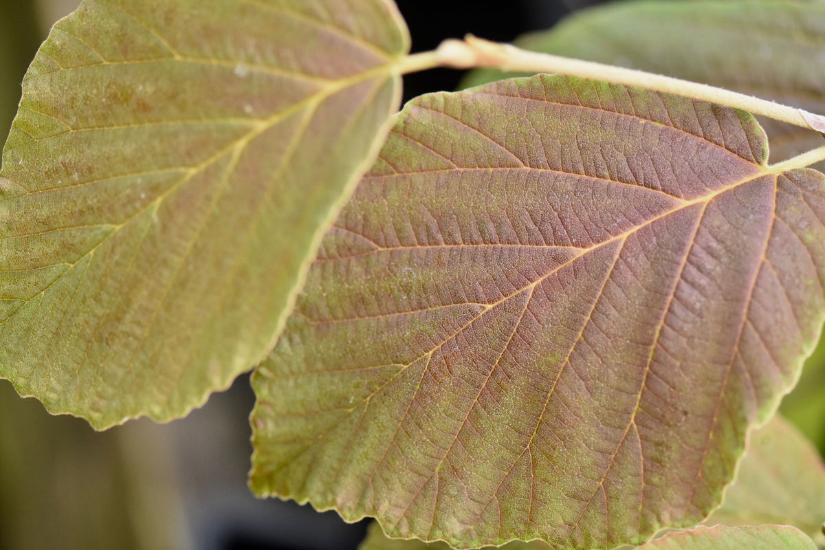 Hamamelis x intermedia, 'Athena' Witch Hazel – Cricket Hill Garden