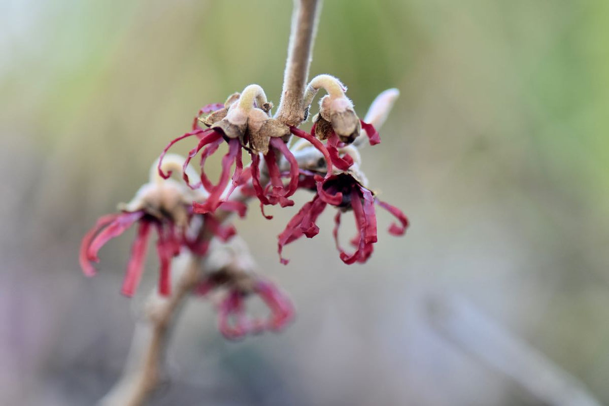 Hamamelis x intermedia &#39;Diane&#39; (Witch Hazel)