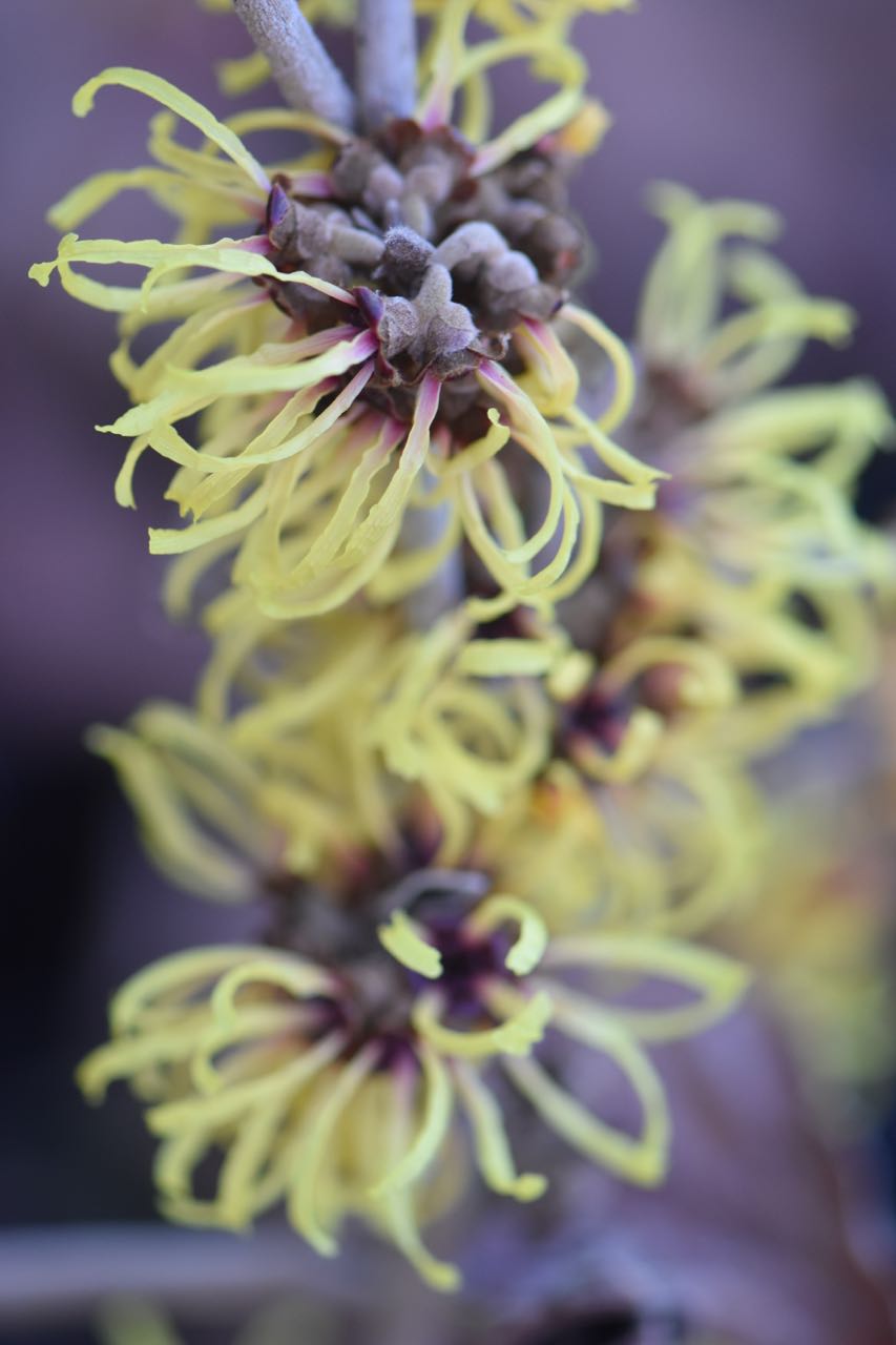 Hamamelis x intermedia &#39;Primavera&#39; (Witch Hazel)