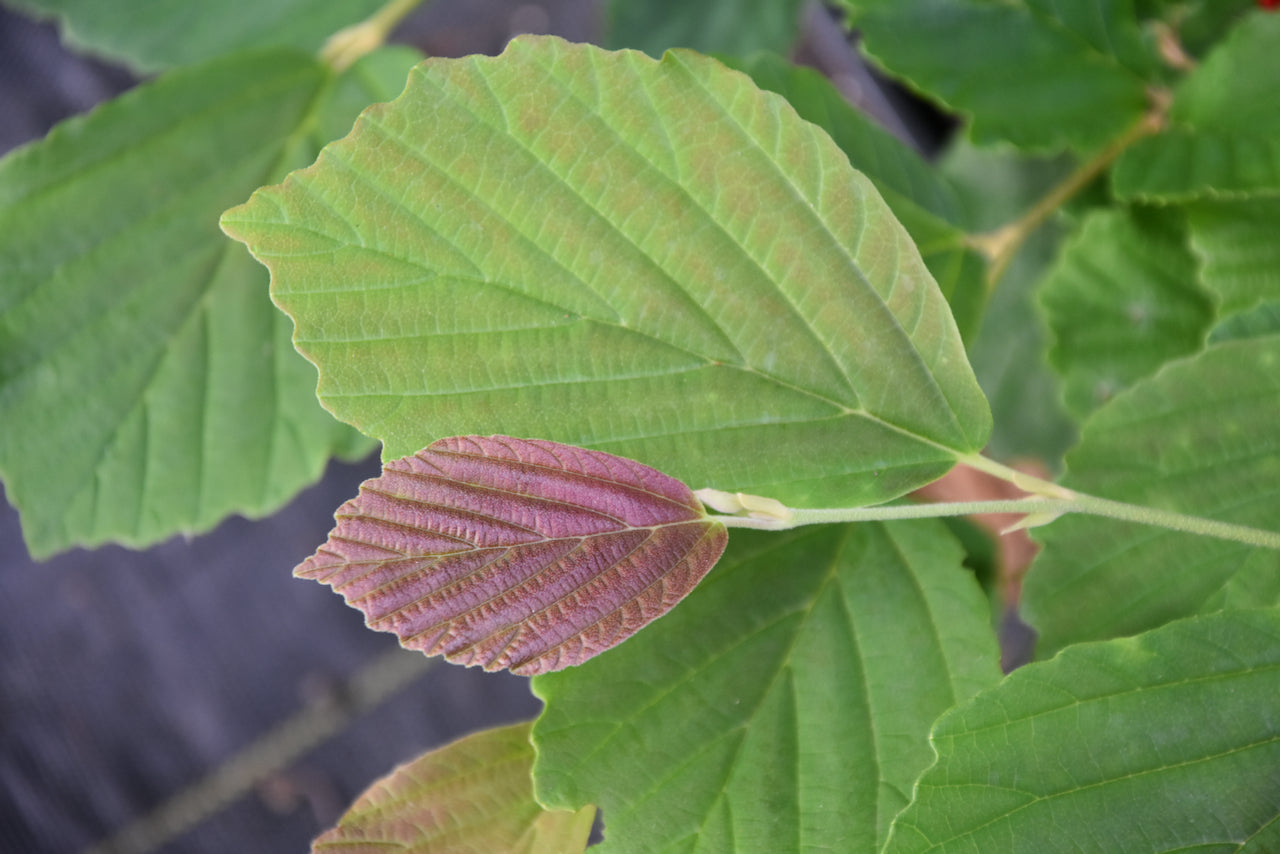 Hamamelis vernalis 'Kohankie Red' (Witch Hazel)